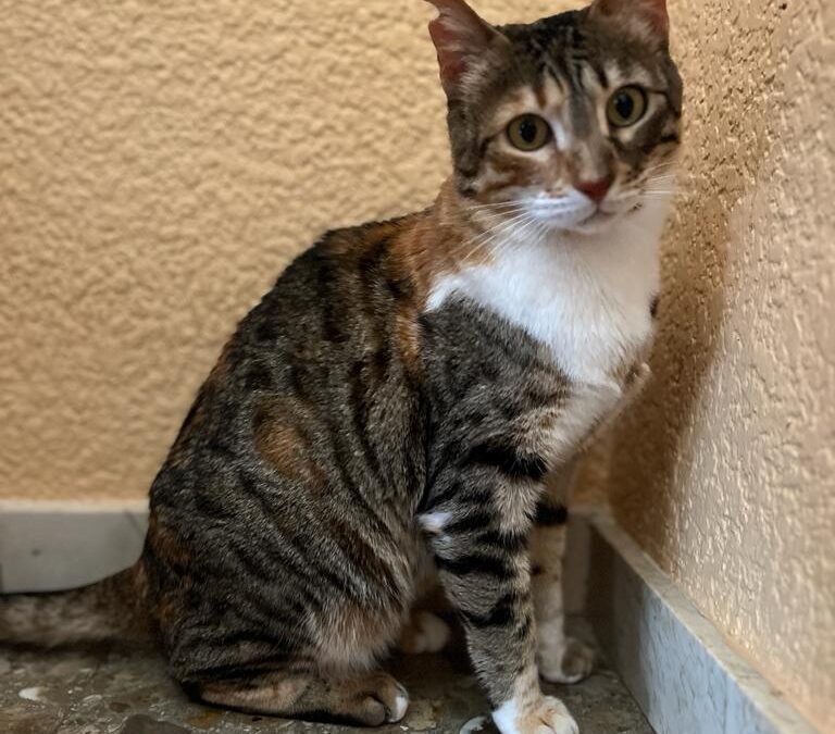MARIETA