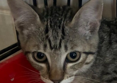 KITTY