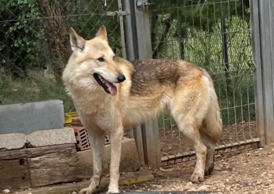 LOBO
