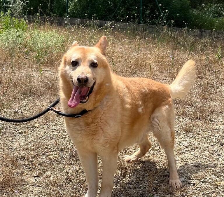 HACHIKO