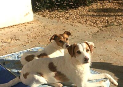 BENJI & DALI