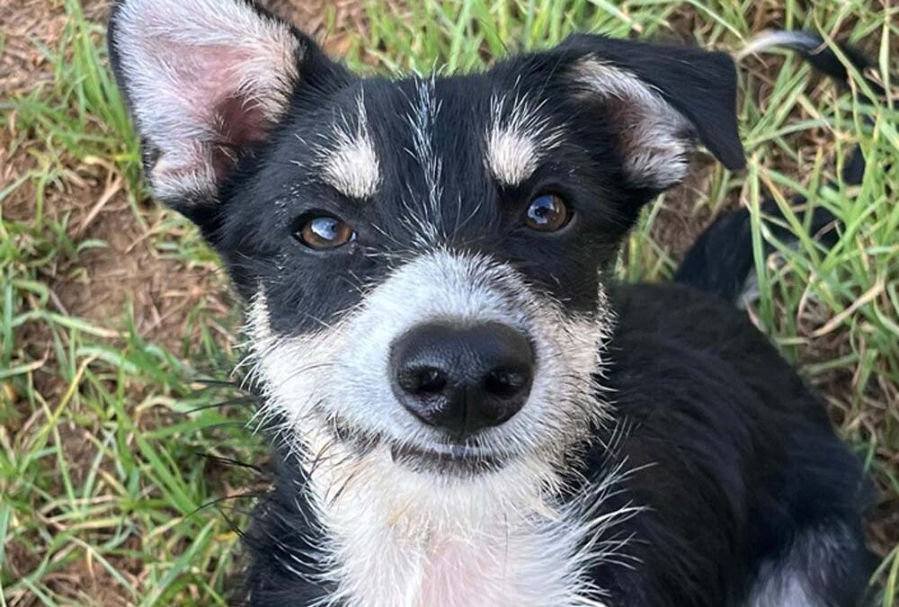 PACO