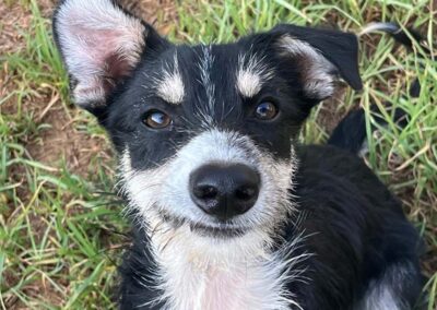 PACO