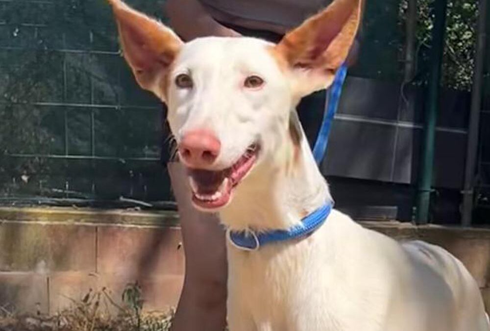 BLANCA