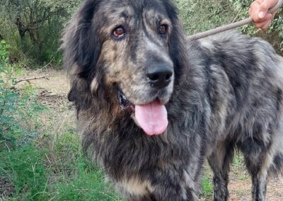 ODIN